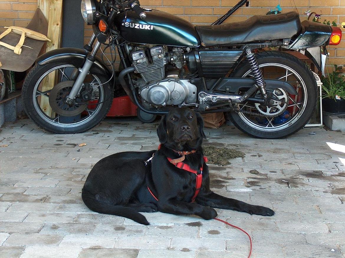 Blanding af racer Trold billede 9