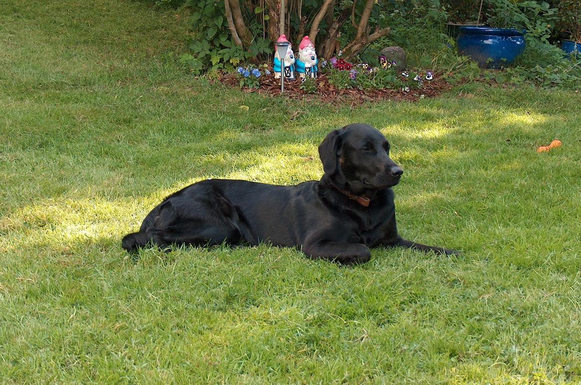 Blanding af racer Trold billede 10