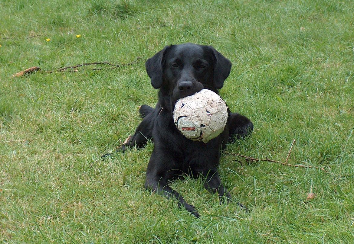 Blanding af racer Trold billede 11