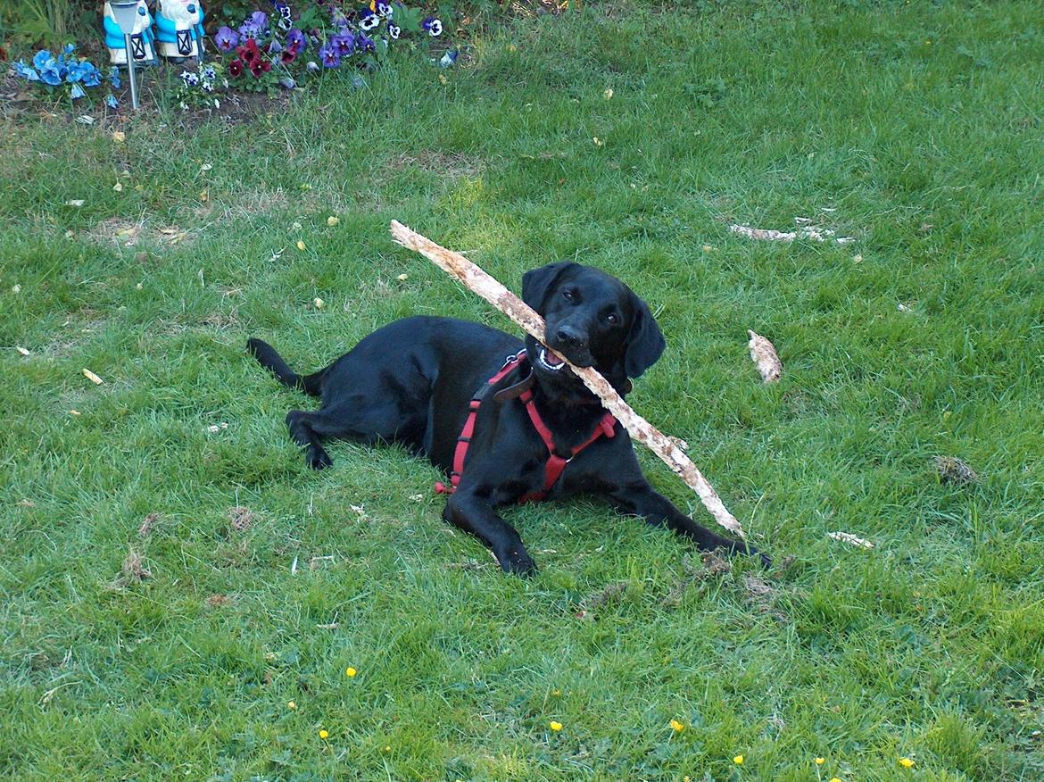 Blanding af racer Trold billede 12