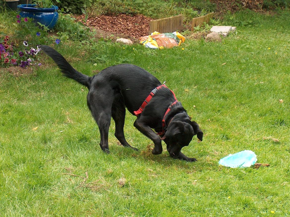 Blanding af racer Trold billede 13