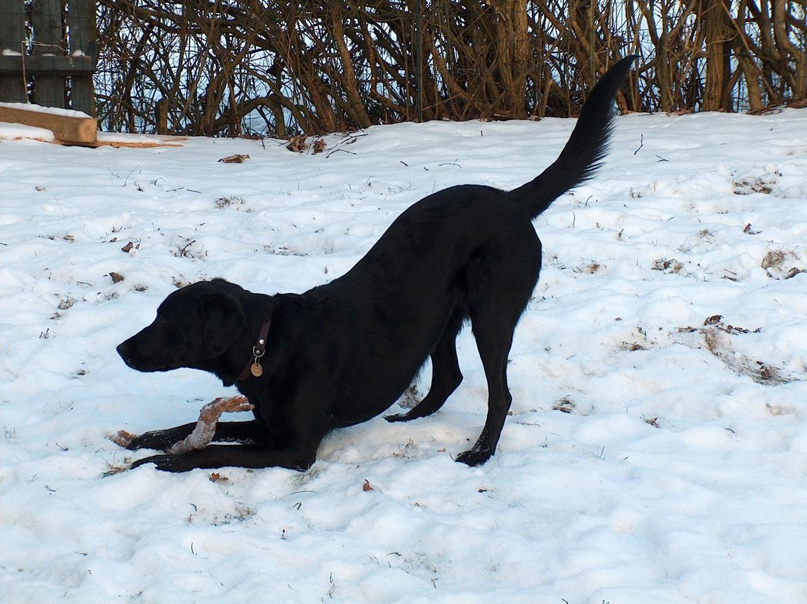 Blanding af racer Trold billede 14