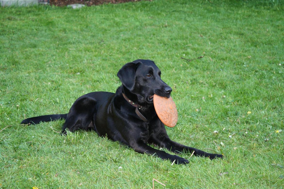 Blanding af racer Trold billede 15