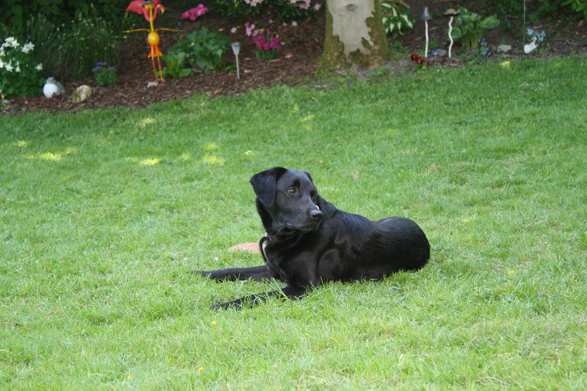 Blanding af racer Trold billede 16