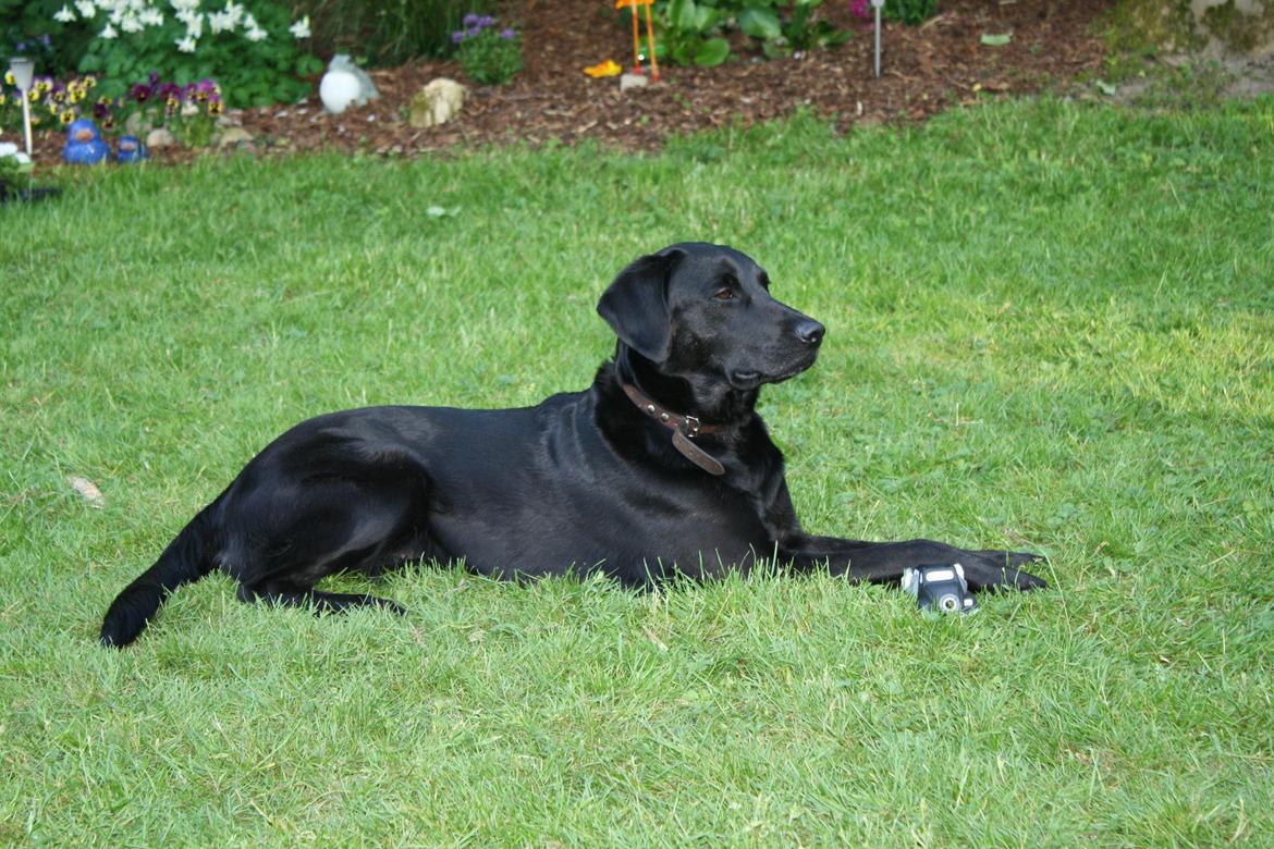 Blanding af racer Trold billede 17