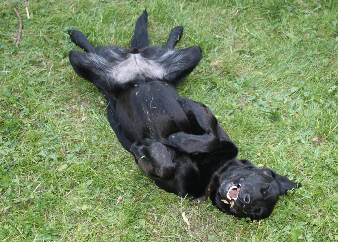 Blanding af racer Trold billede 18