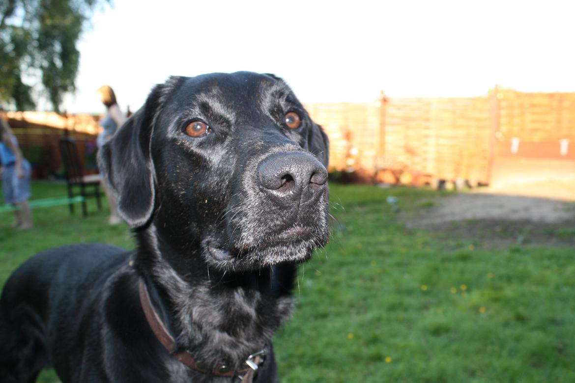 Blanding af racer Trold billede 19