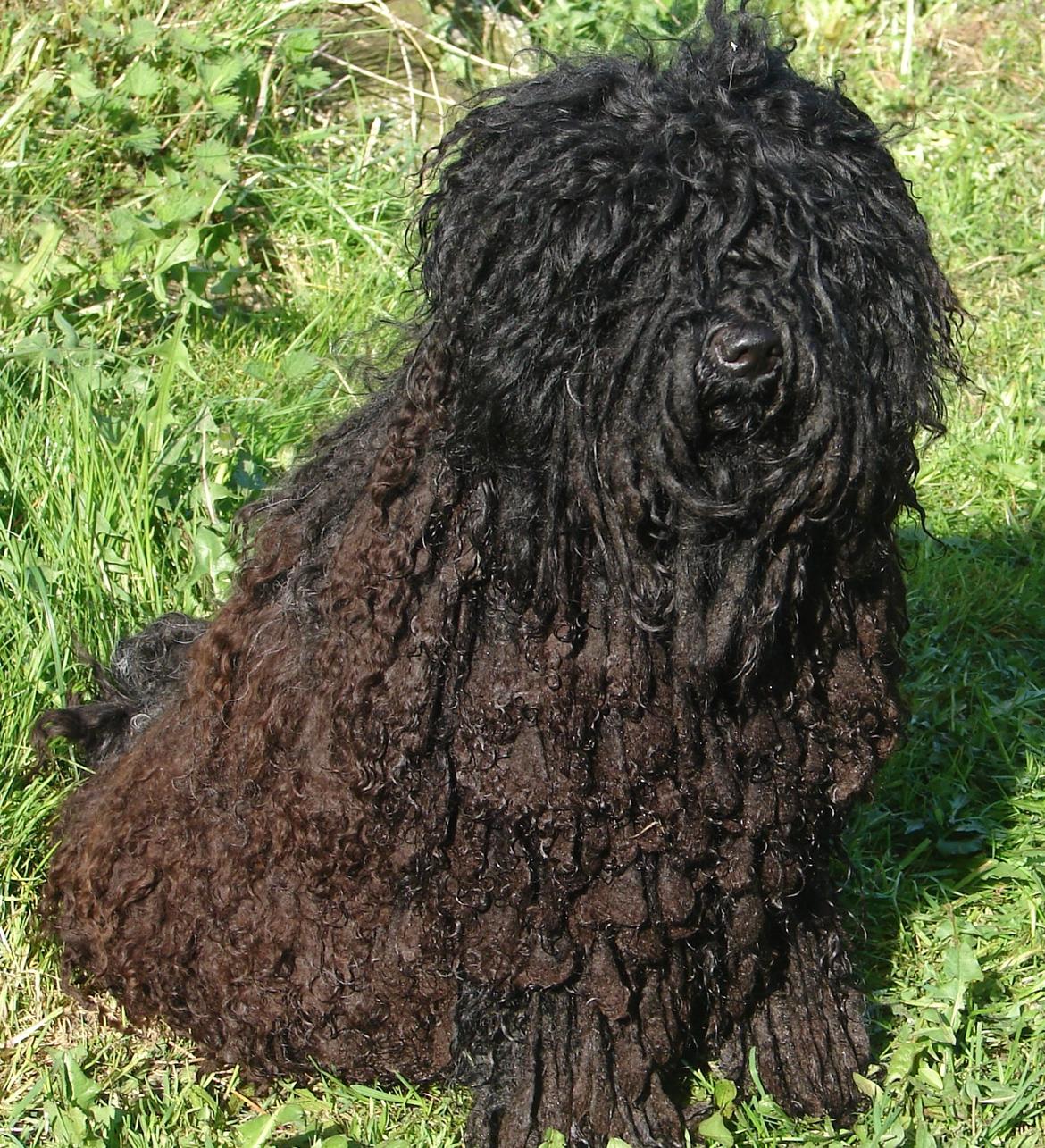 Puli Gaia - Nu er jeg 2 år så jeg begynder at ligne en puli billede 4