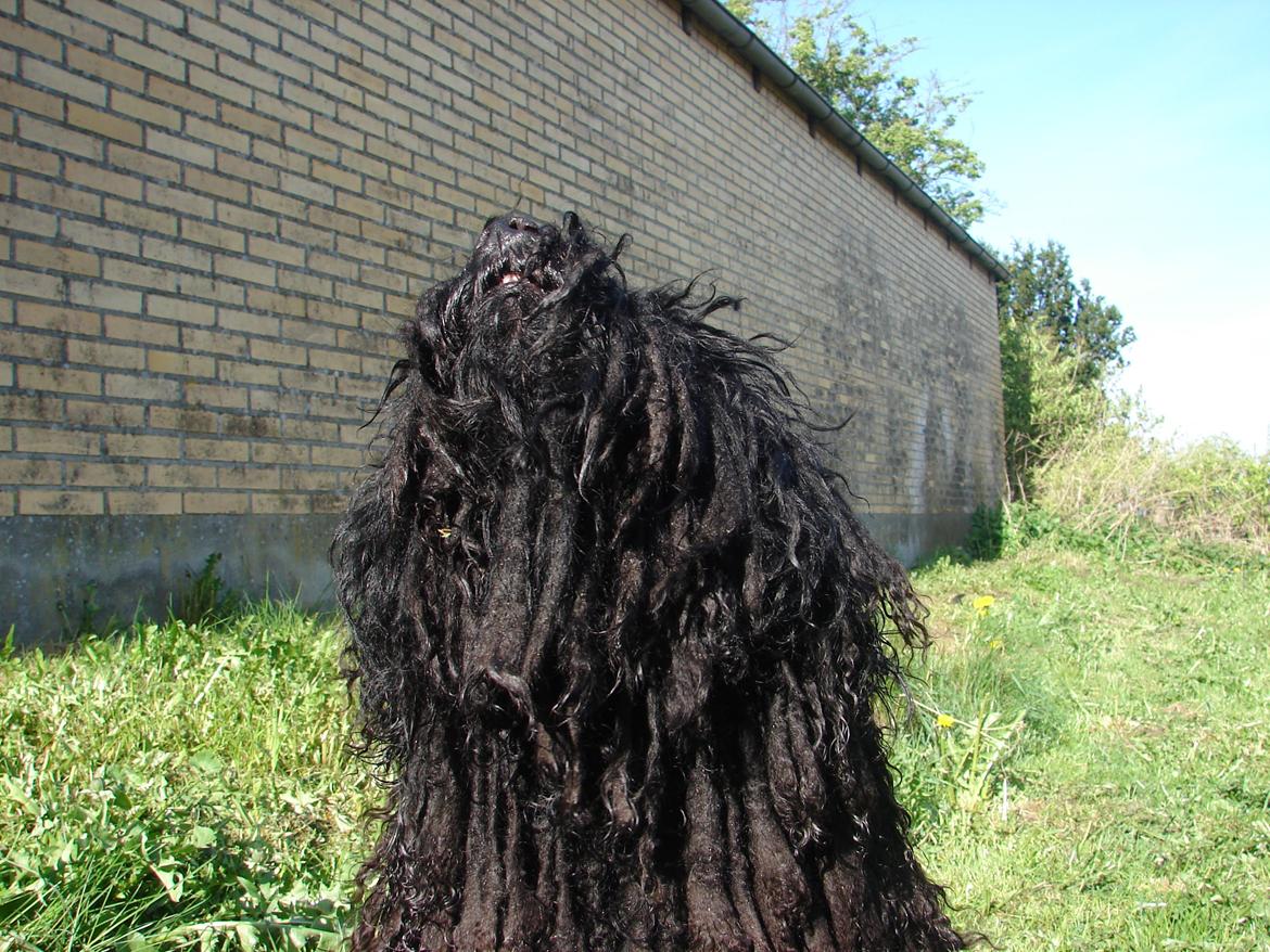 Puli Gaia - Der er noget i luften.... billede 6