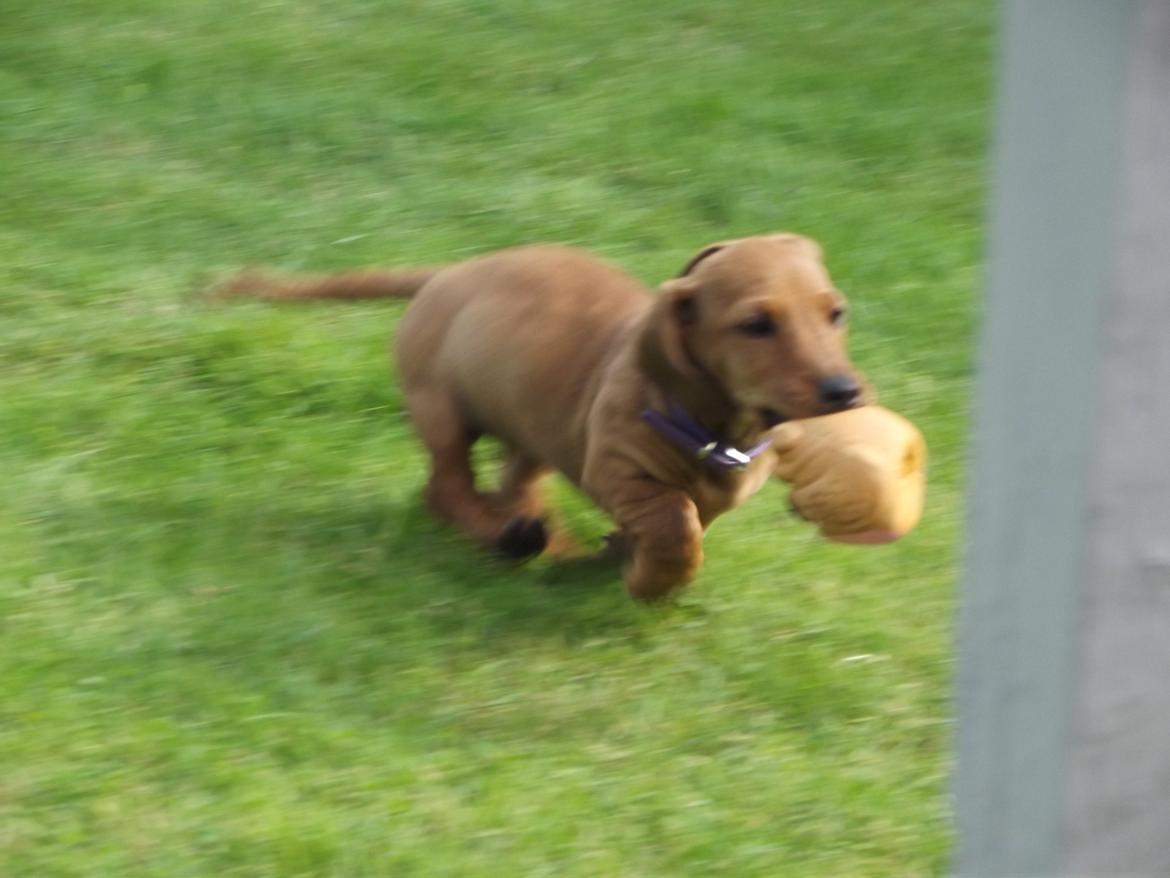 Gravhund Polly billede 19