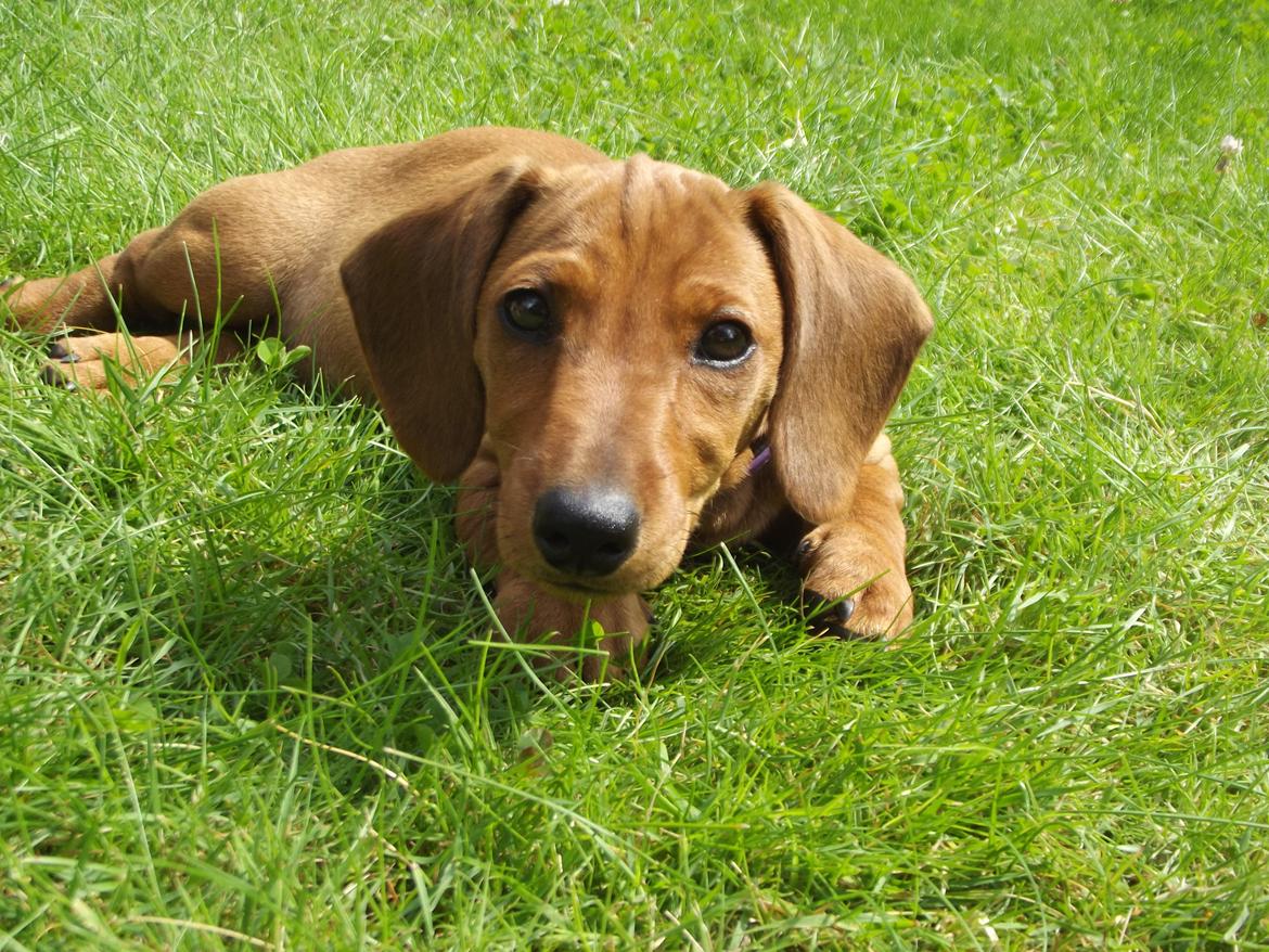 Gravhund Polly billede 14