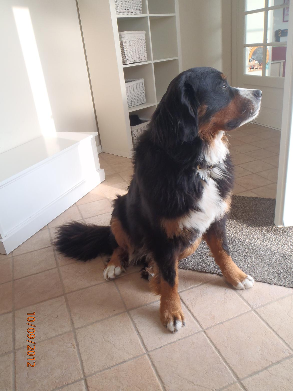 Berner sennenhund Celina. billede 1