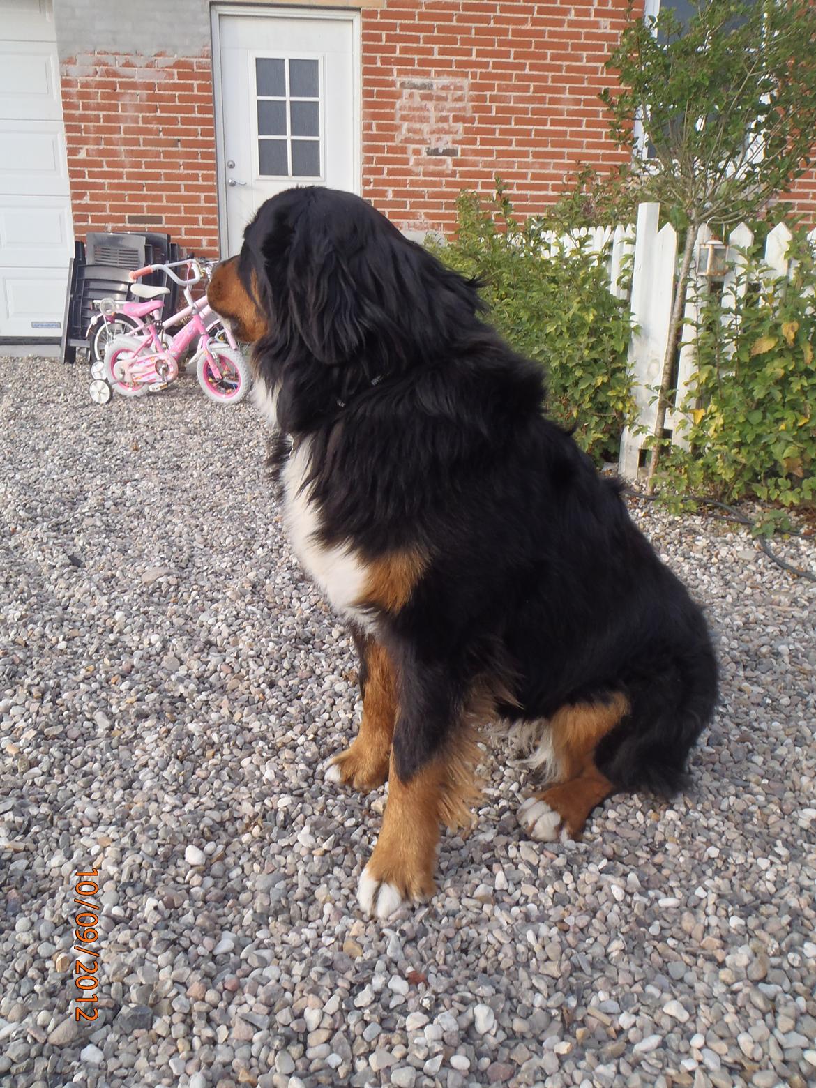 Berner sennenhund Celina. billede 2