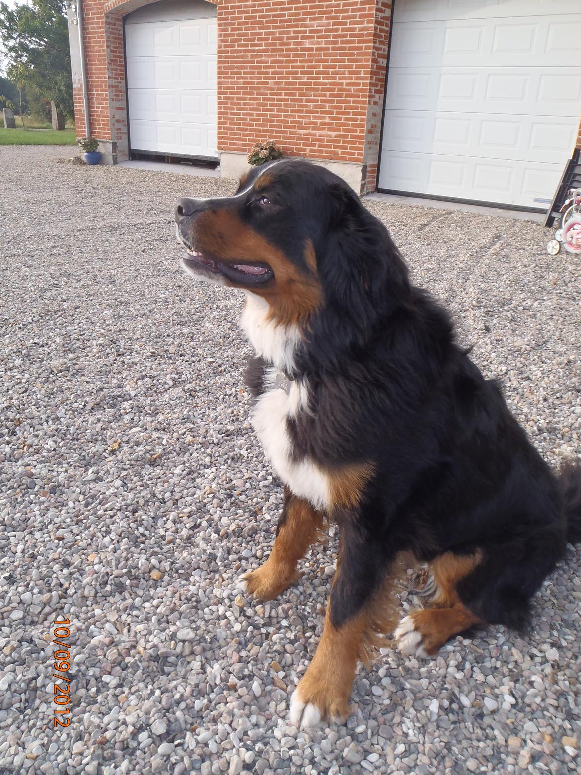 Berner sennenhund Celina. billede 3