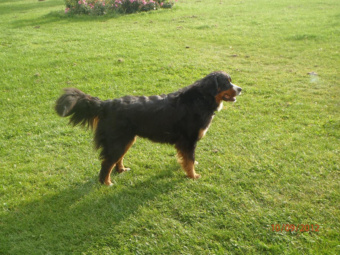 Berner sennenhund Celina. billede 4