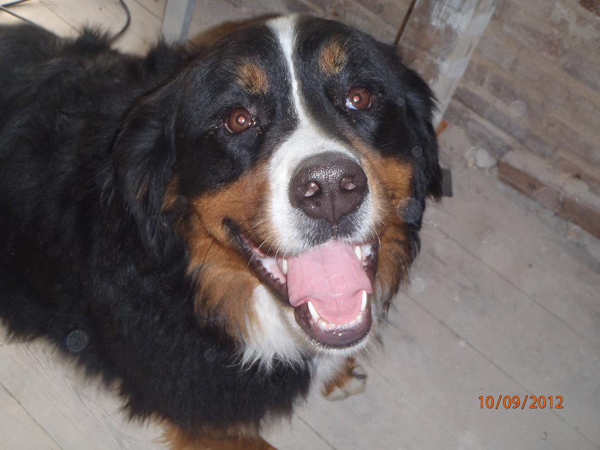 Berner sennenhund Celina. billede 5