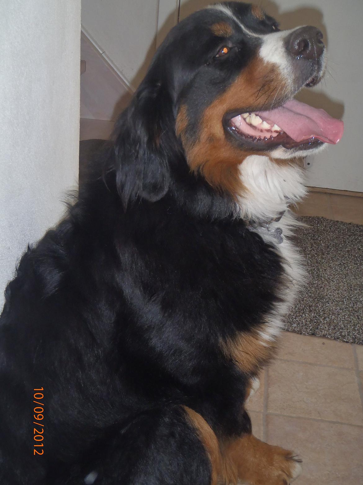Berner sennenhund Celina. billede 6