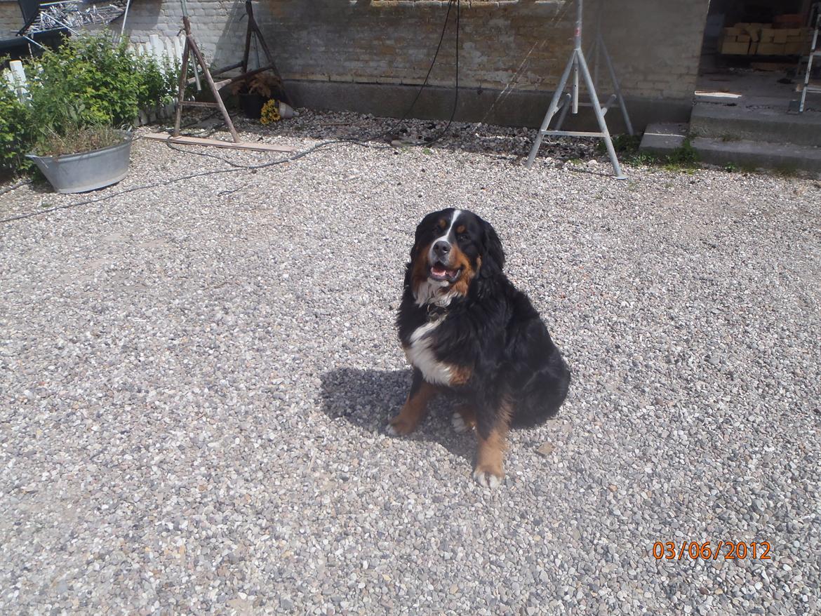 Berner sennenhund Celina. billede 8