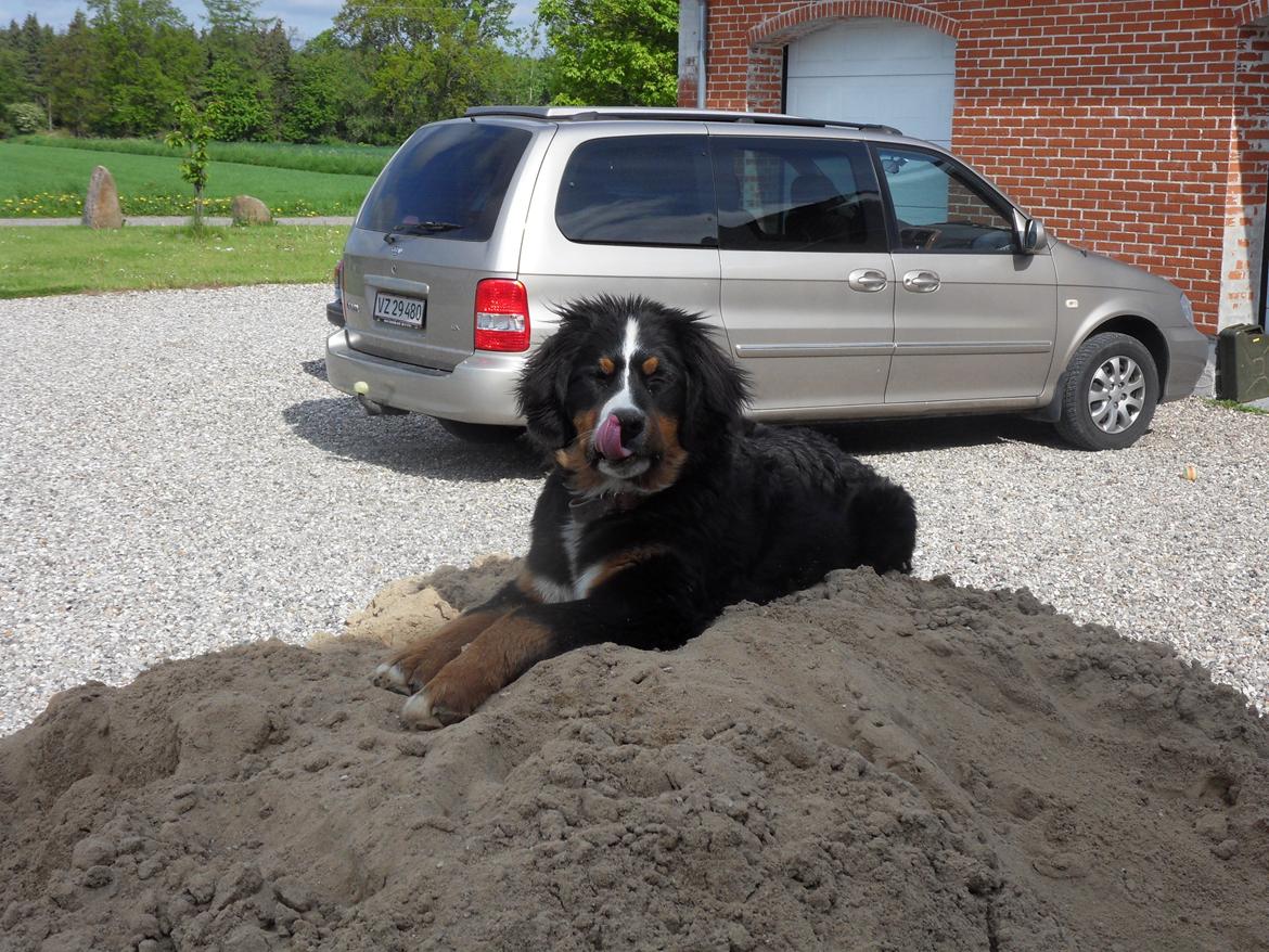 Berner sennenhund Celina. billede 9