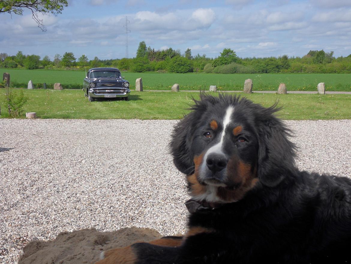 Berner sennenhund Celina. billede 10