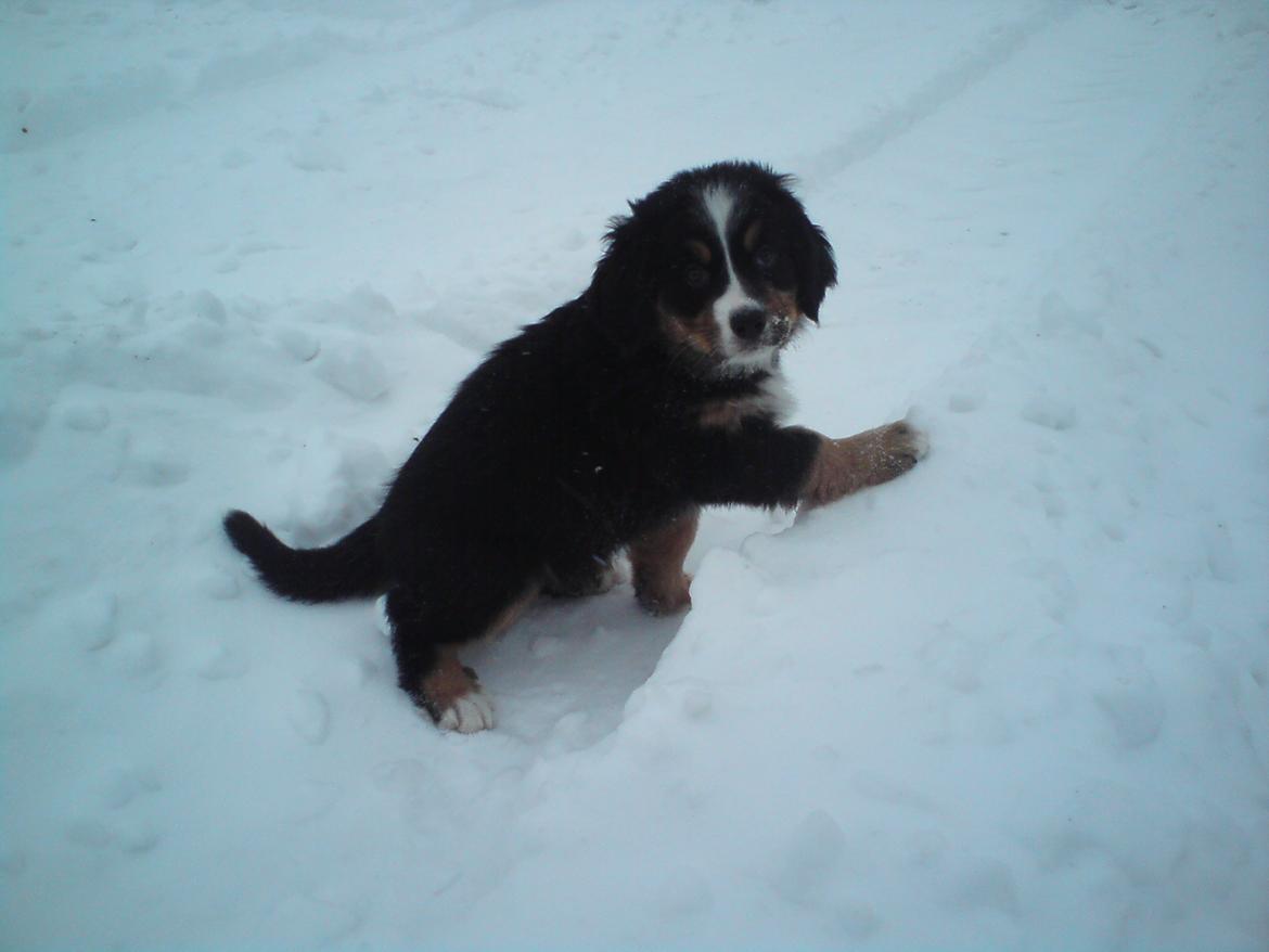 Berner sennenhund Celina. billede 11