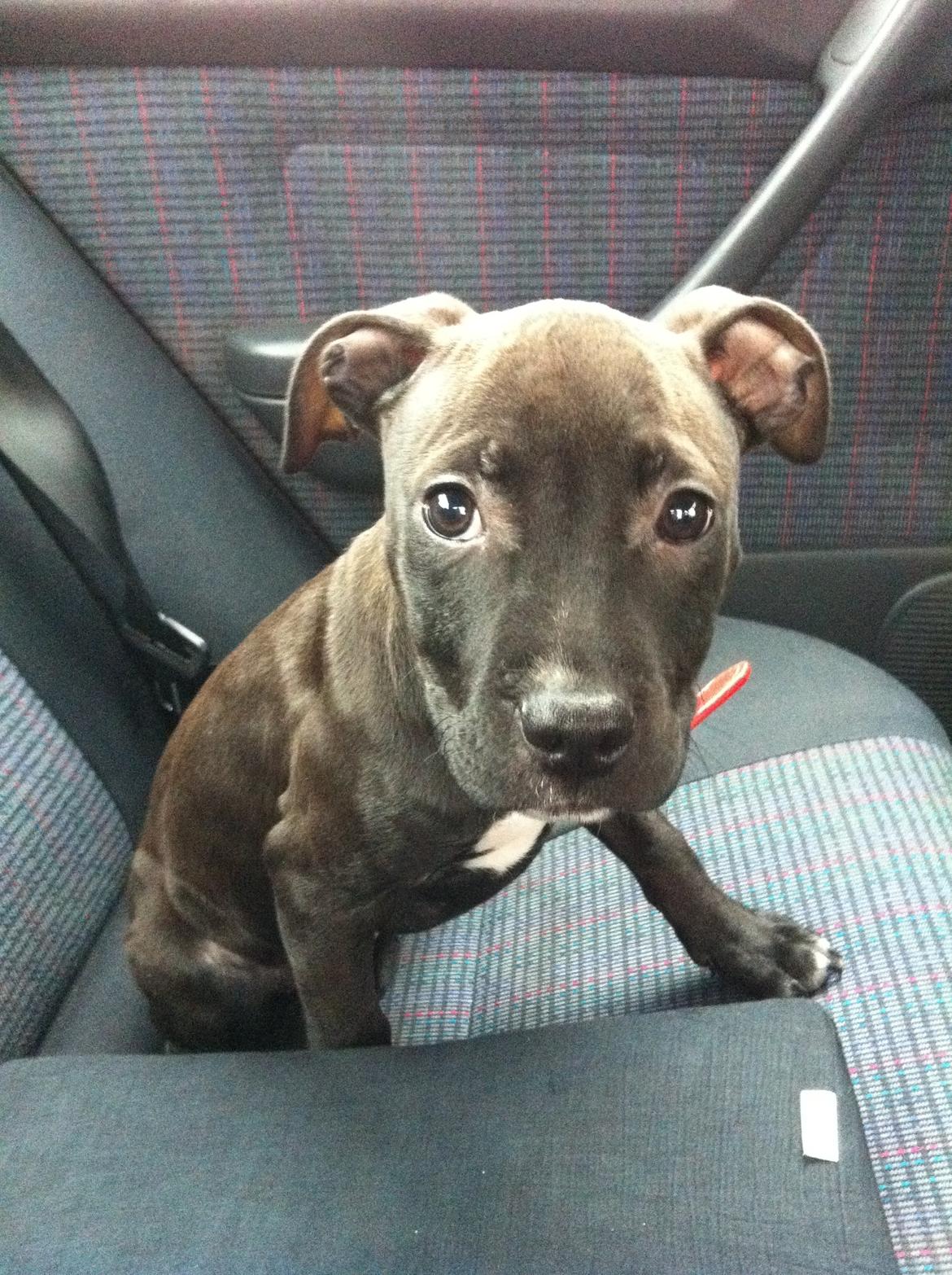 Staffordshire bull terrier Chiva - That someone who makes you a better person. Actually they dont make you a better person. You do that by yourself because they inspire you... billede 3