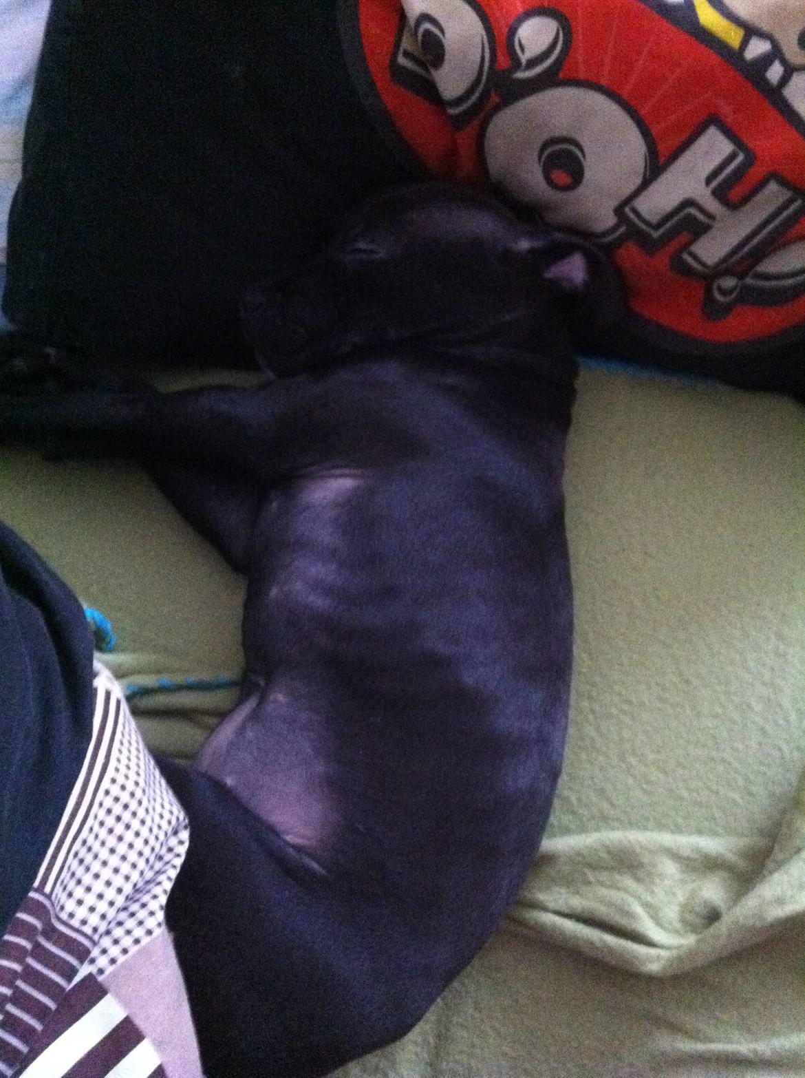 Staffordshire bull terrier Chiva - Its the one person who knew you, accepted you and believed in you before anyone else did, or when no one else would.. billede 5