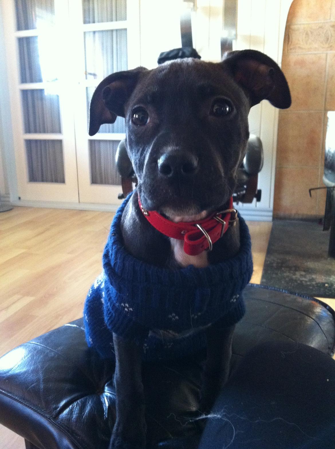 Staffordshire bull terrier Chiva - And no matter what happens, you'll always love them and nothing could ever change that♥ billede 6