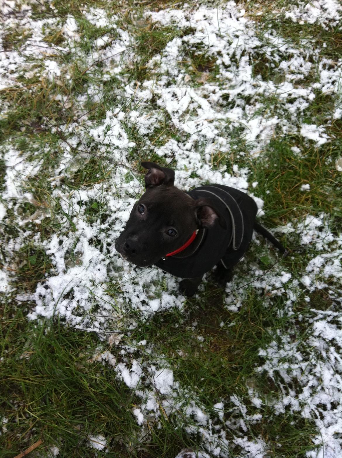 Staffordshire bull terrier Chiva - Elsk min hund, og jeg ved at du er min ven♥ billede 8