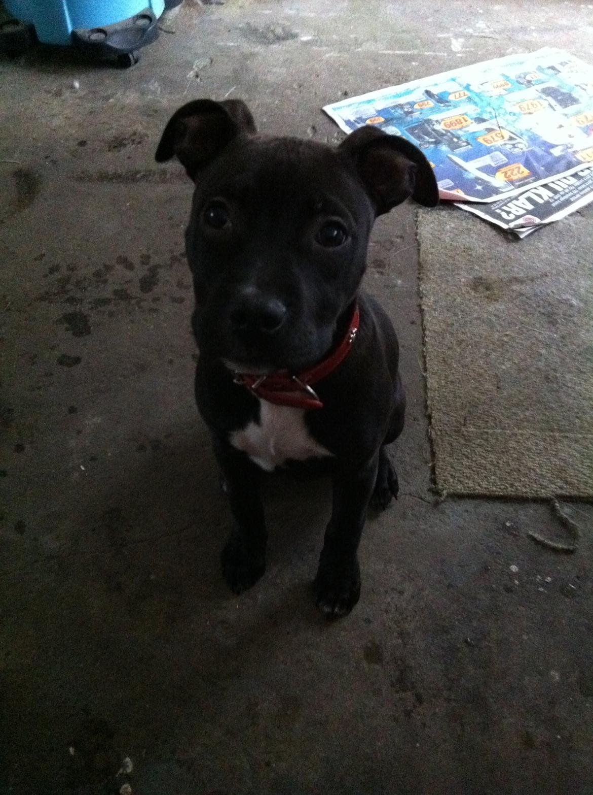 Staffordshire bull terrier Chiva - ..Never stop hoping, Need to know where you are, But one thing is for sure..You´re always in my heart♥ billede 9