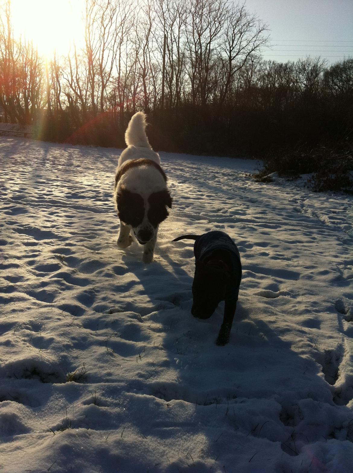 Staffordshire bull terrier Chiva billede 10