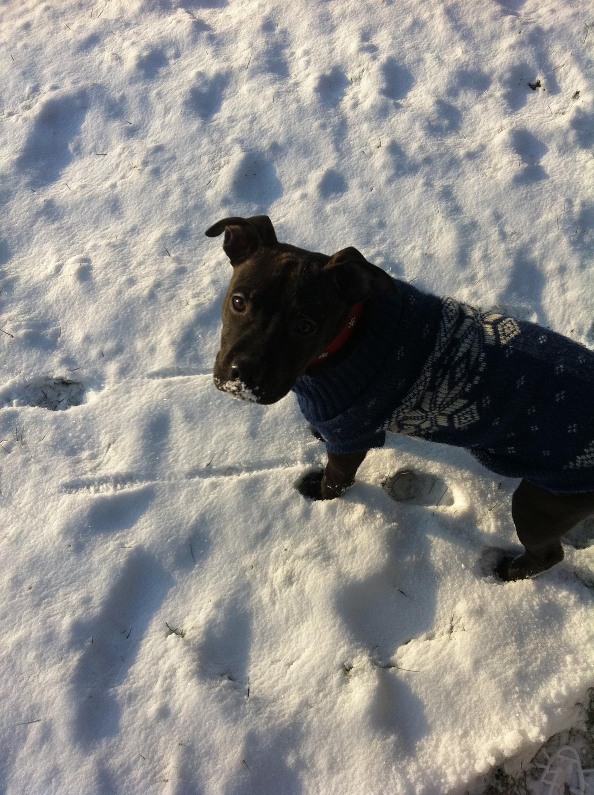 Staffordshire bull terrier Chiva billede 11