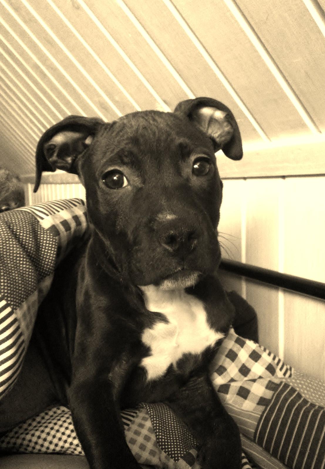 Staffordshire bull terrier Chiva - A soulmate its like a best friend but more... ♥ billede 1