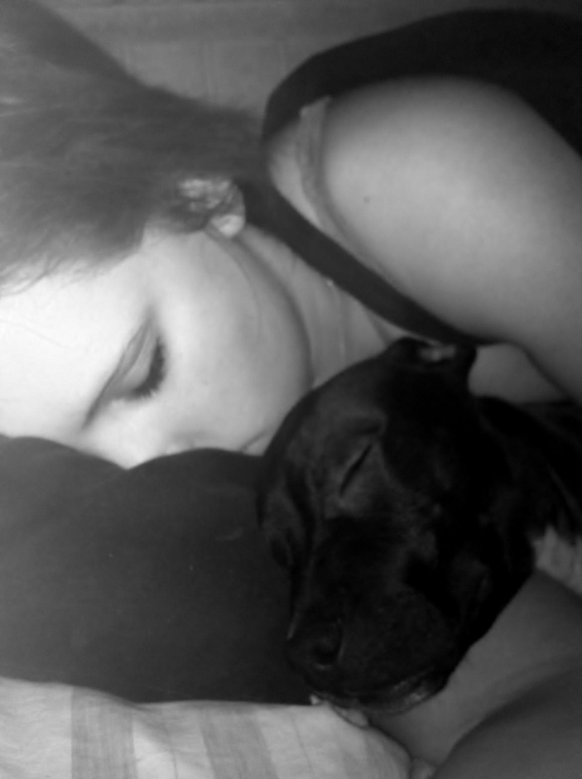 Staffordshire bull terrier Chiva billede 12