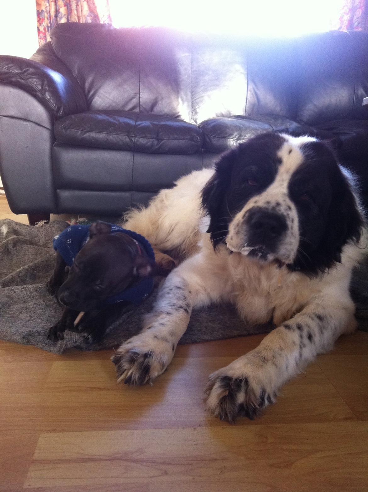 Staffordshire bull terrier Chiva - Chiva med hendes allerbedste ven, tipsy.. ♥ billede 13
