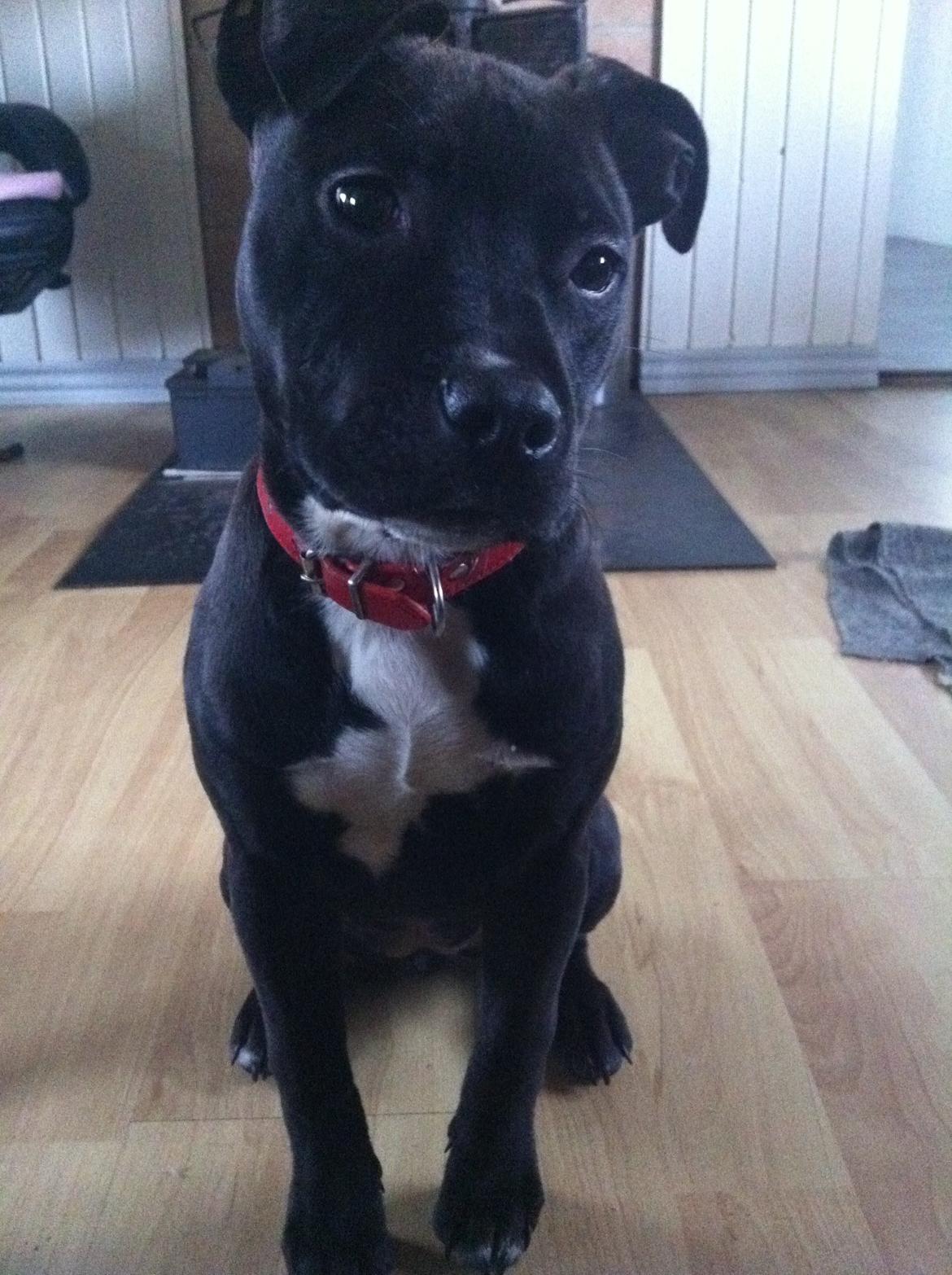 Staffordshire bull terrier Chiva billede 14