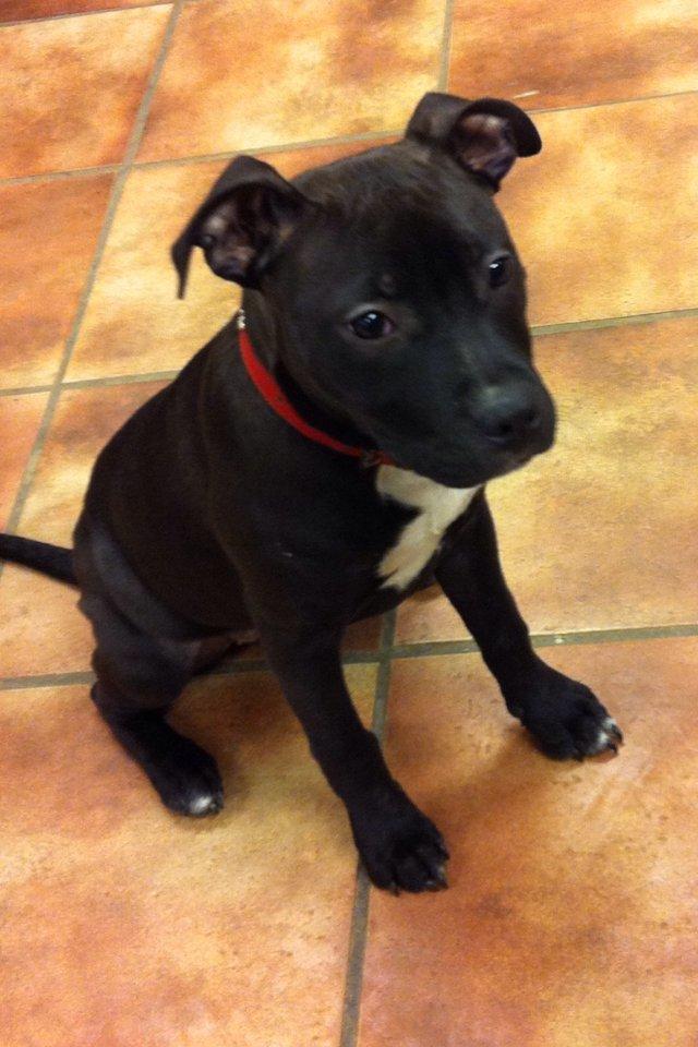 Staffordshire bull terrier Chiva billede 15