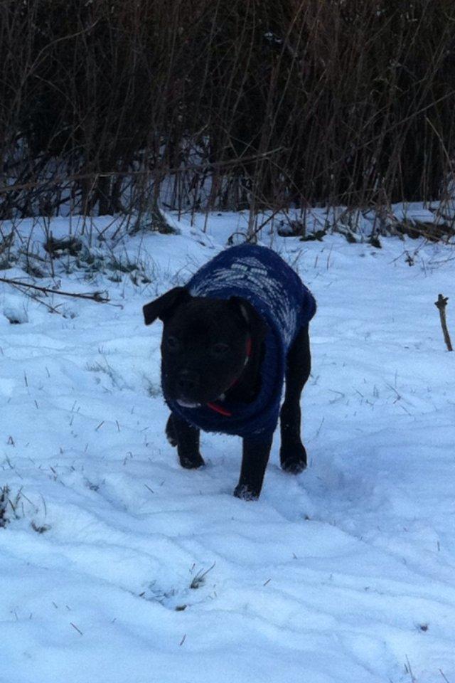 Staffordshire bull terrier Chiva billede 16