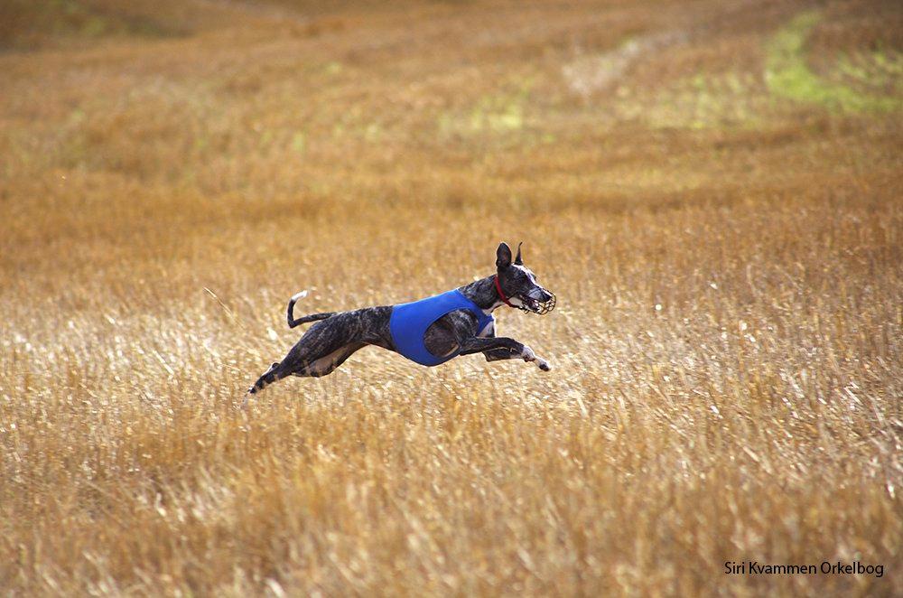 Whippet Anastasia - September 2012 billede 19