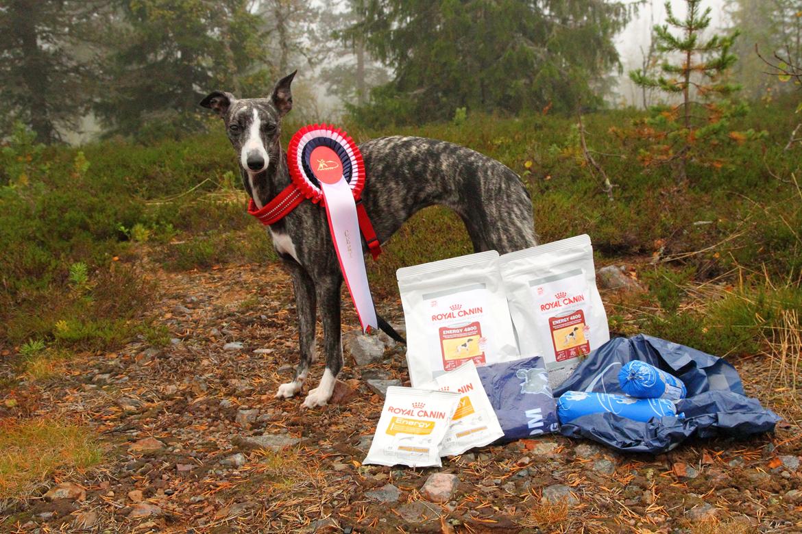 Whippet Anastasia - September 2012 billede 2