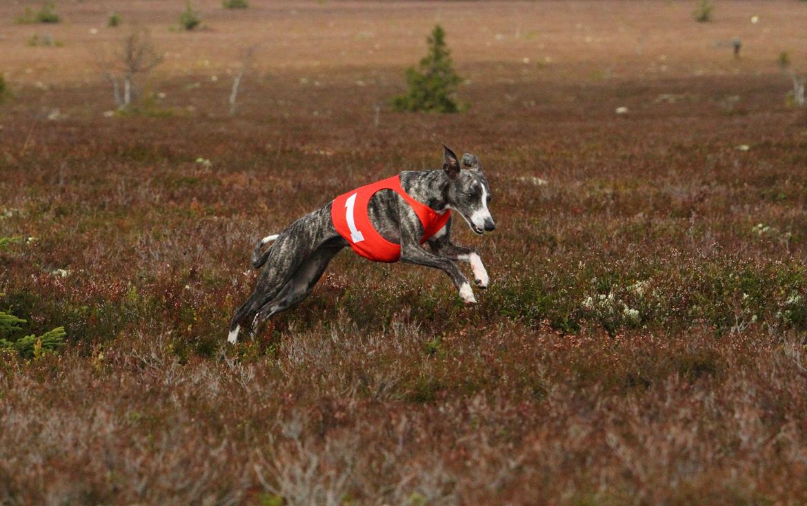 Whippet Anastasia - September 2012 billede 20