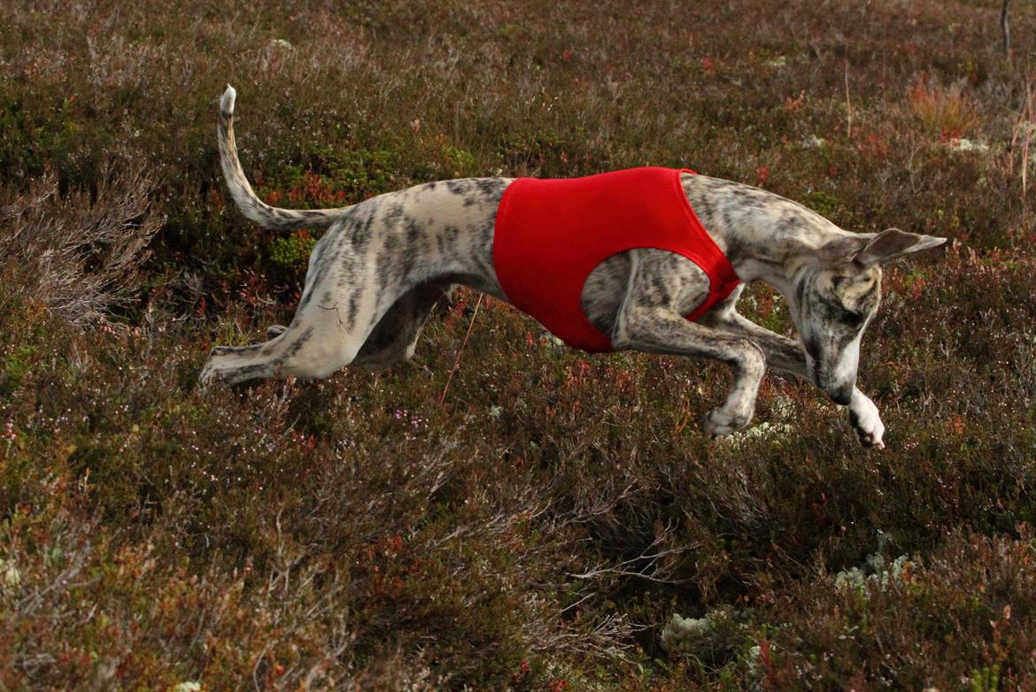 Whippet Benjamin - September 2012 billede 12