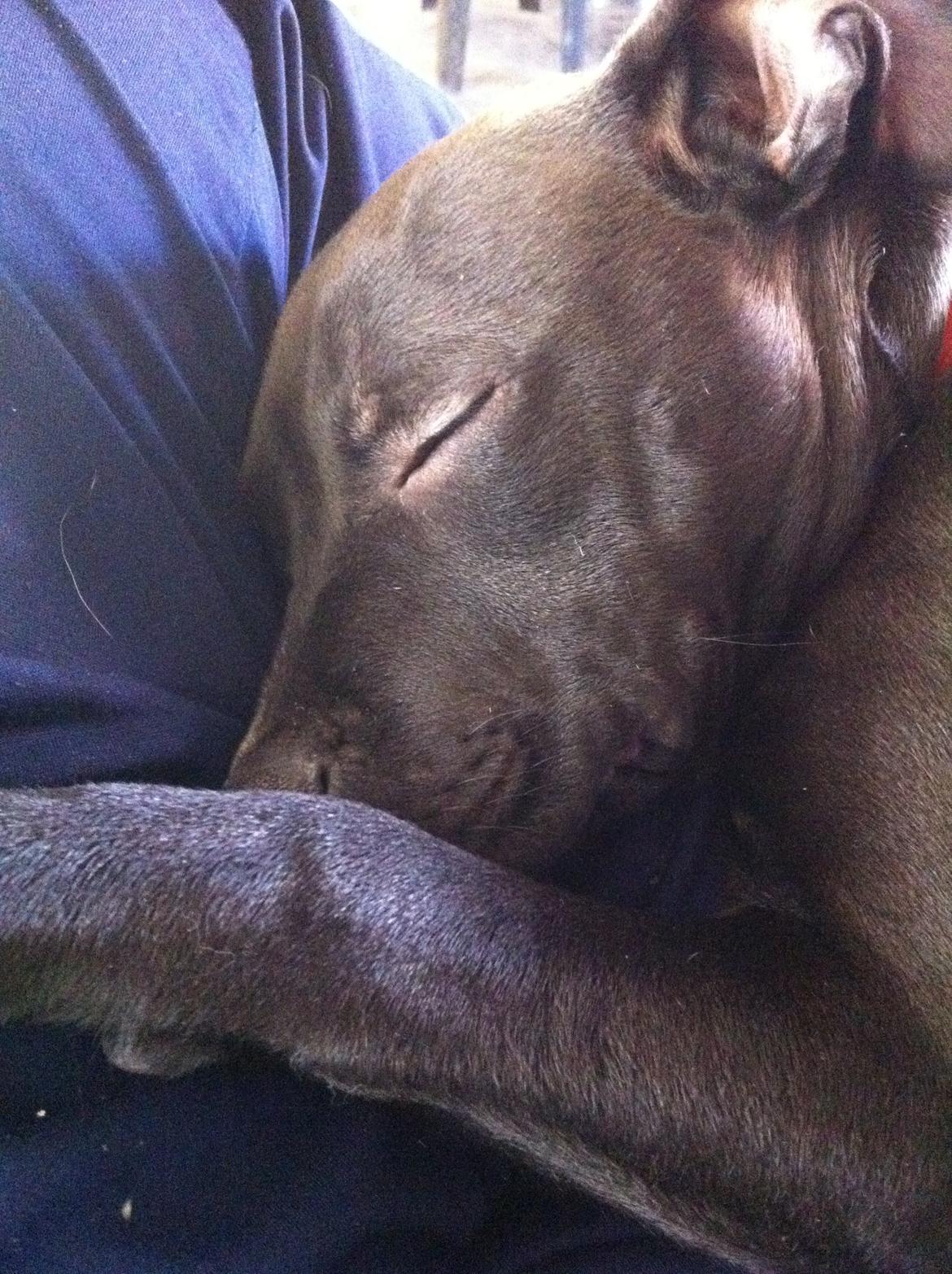 Staffordshire bull terrier Chiva billede 17