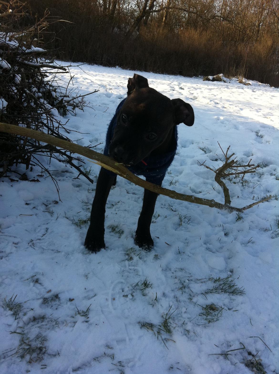 Staffordshire bull terrier Chiva billede 18