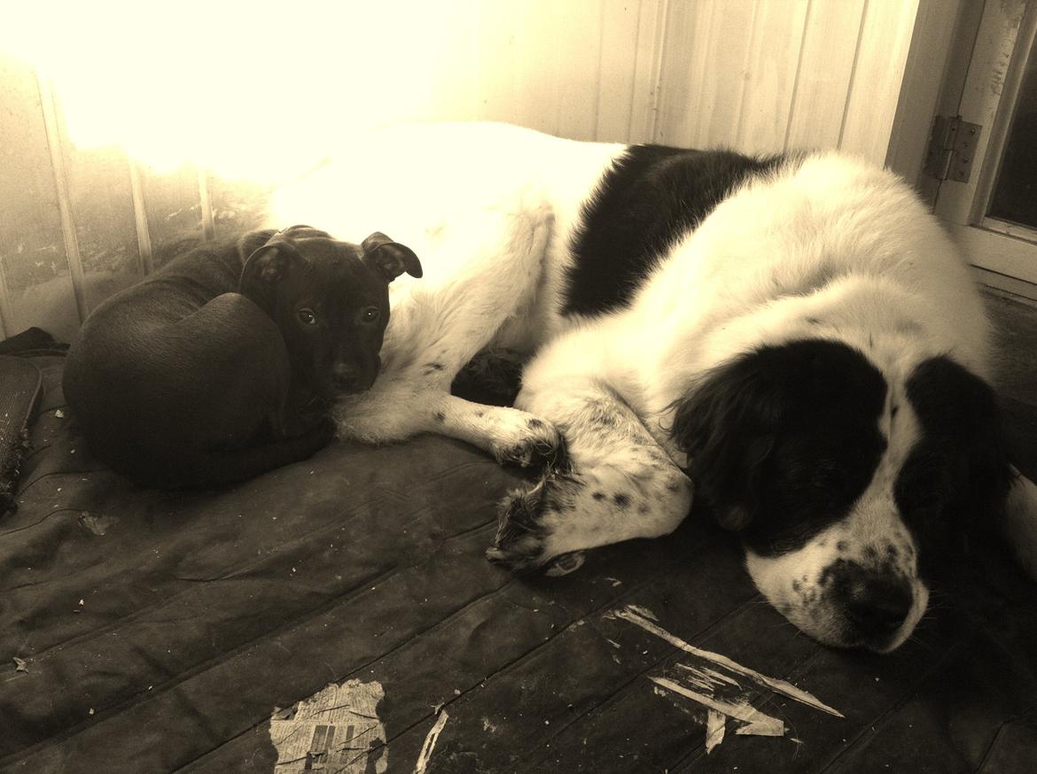 Staffordshire bull terrier Chiva - A friend is someone who knows the song in your heart, and can sing it back to you when you have forgotten the words♥ billede 7