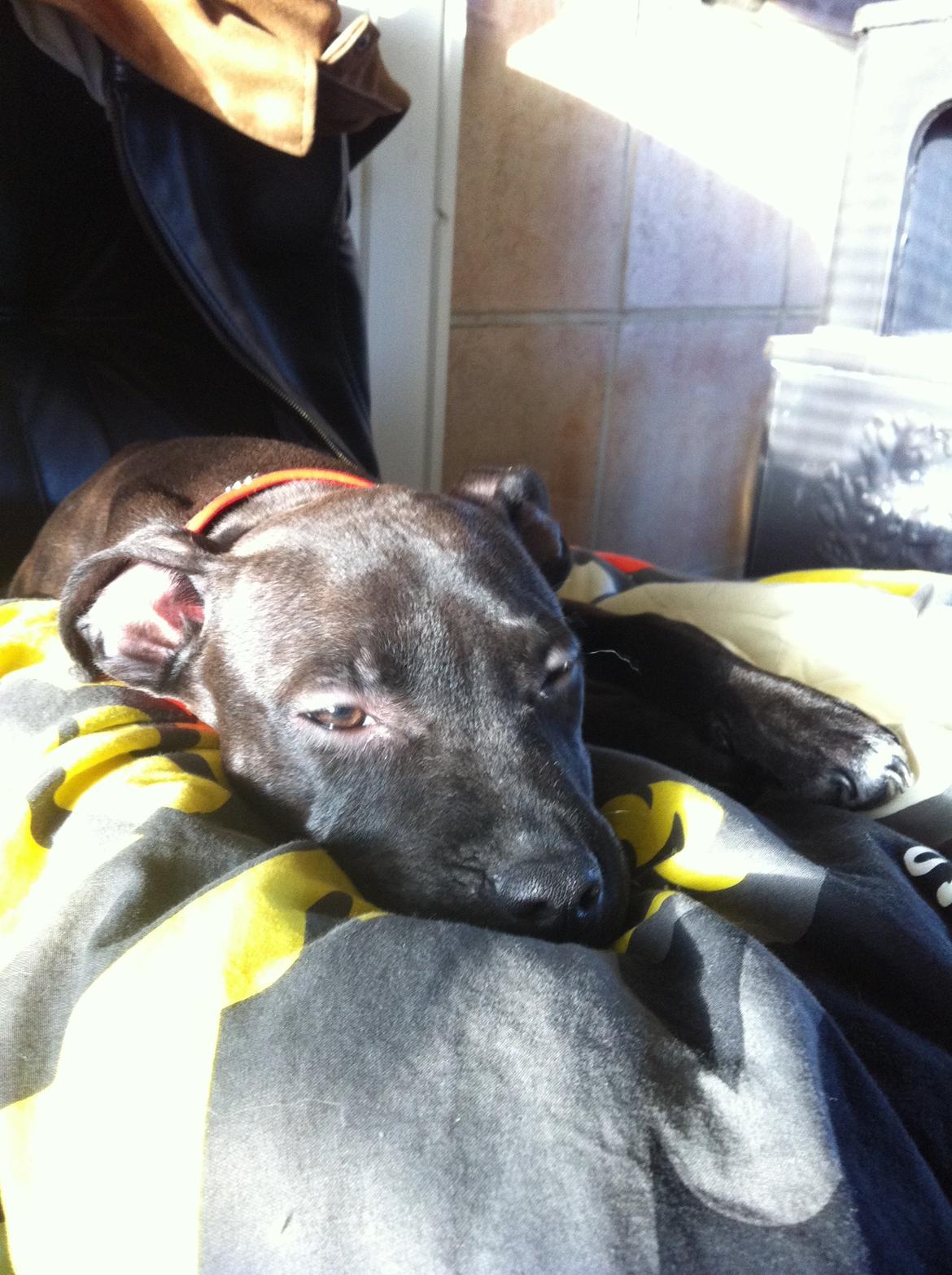 Staffordshire bull terrier Chiva billede 19