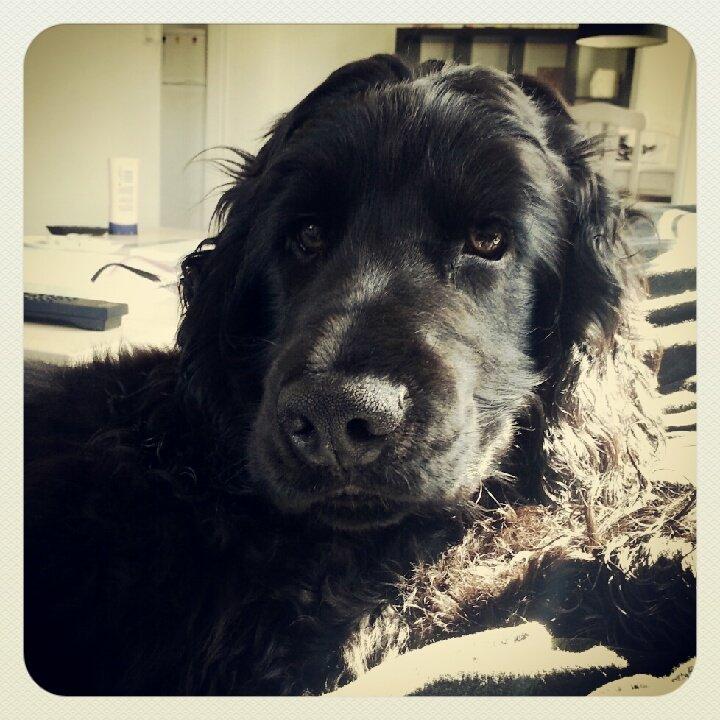 Cocker spaniel Højbjerg Euphorbiastjerne Cito billede 11