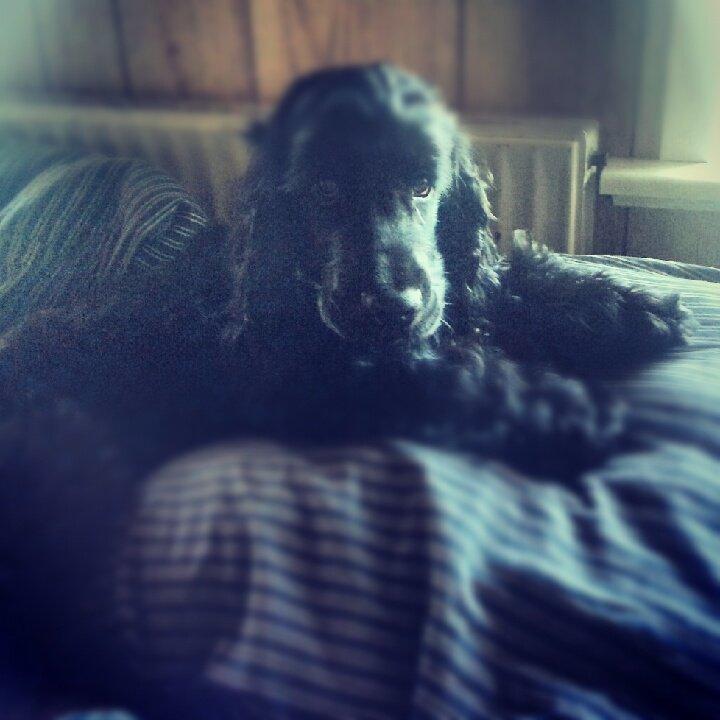 Cocker spaniel Højbjerg Euphorbiastjerne Cito billede 12