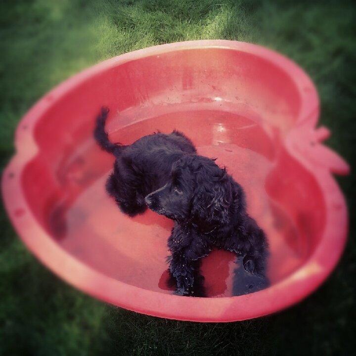 Cocker spaniel Højbjerg Euphorbiastjerne Cito billede 13