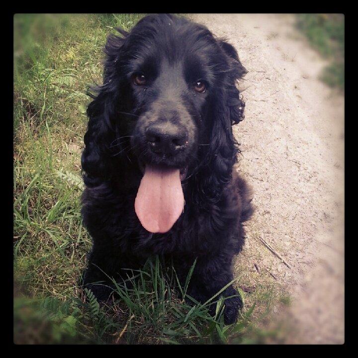 Cocker spaniel Højbjerg Euphorbiastjerne Cito billede 14